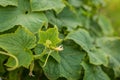 Green shoots of cucumber leaves with yellow flowers. Future green vegetables, agronomy, agriculture. Royalty Free Stock Photo