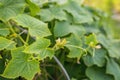 Green shoots of cucumber leaves with yellow flowers. Future green vegetables, agronomy, agriculture. Royalty Free Stock Photo