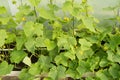 Green shoots of cucumbers, the flowers and young cucumbers, growing cucumbers in the greenhouse Royalty Free Stock Photo