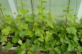 Green shoots of cucumbers, the flowers and young cucumbers, growing cucumbers in the greenhouse Royalty Free Stock Photo