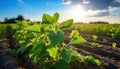 Green shoots of cultivated plants in a large field. Generated by AI