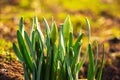 Green shoots daffodils and buds in early spring_ Royalty Free Stock Photo