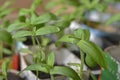 Green shoots flower seedlings in spring in pots