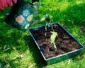 Green shoots of growth, a new sunflower being watered from a watering can Royalty Free Stock Photo