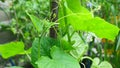 Green shoots and leaves of the cucumber plant Royalty Free Stock Photo