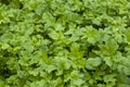 Green shoots of mustard, used as green manure, organic fertilizer