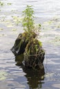 Green shoots of plants grow on the surface stones surrounded by water surface