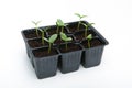 Green shoots of plants in a set of  boxes Royalty Free Stock Photo