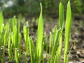 Green shoots of rye