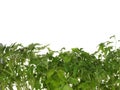 Green shoots of seedling tomato isolated on white background. Royalty Free Stock Photo