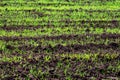 Green shoots of winter wheat. A field with green grass. Wheat germination from the soil Royalty Free Stock Photo