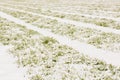 Green shoots of winter wheat under the snow, the general plan of shooting, the concept of persistence Royalty Free Stock Photo