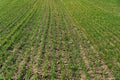 Green shoots of young winter wheat, on a farm sunny field. Agricultural fields with a large number of young green cereal wheat