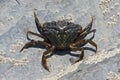 Green Shore Crab, Carcinus maenas Royalty Free Stock Photo