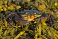 Green Shore Crab Carcinus maenas Royalty Free Stock Photo