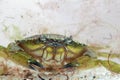 Green shore crab, Carcinus maenas Royalty Free Stock Photo