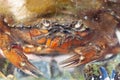 Green shore crab, Carcinus maenas Royalty Free Stock Photo