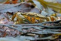 Green Shore Crab (Carcinus Maenus) Royalty Free Stock Photo