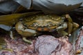 Green Shore Crab (Carcinus Maenus) Royalty Free Stock Photo