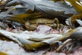 Green Shore Crab (Carcinus Maenus) Royalty Free Stock Photo