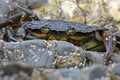 Green Shore Crab (Carcinus Maenus) Royalty Free Stock Photo