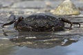 Green Shore Crab (Carcinus Maenus) Royalty Free Stock Photo