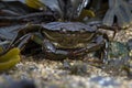 Green Shore Crab (Carcinus Maenus) Royalty Free Stock Photo