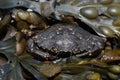 Green Shore Crab (Carcinus Maenus) Royalty Free Stock Photo