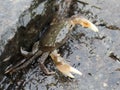 Green Shore Crab with Claws Out