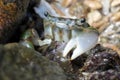 Green Shore Crab - Hemigrapsus oregonensis