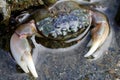 Green Shore Crab - Hemigrapsus oregonensis