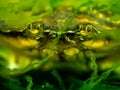 Green shore crab. Loch Carron, Scotland Royalty Free Stock Photo