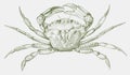 Green shore crab in top view Royalty Free Stock Photo