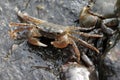 Green Shore Crabs - Hemigrapsus oregonensis