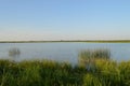 The green shore of the lake Royalty Free Stock Photo