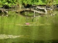 Green shore of a small calm lake