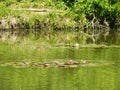 Green shore of a small calm lake