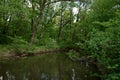 The green shore of a small river Royalty Free Stock Photo