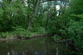 The green shore of a small river Royalty Free Stock Photo