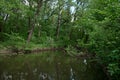 The green shore of a small river Royalty Free Stock Photo