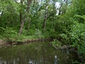 The green shore of a small river Royalty Free Stock Photo