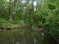 The green shore of a small river Royalty Free Stock Photo