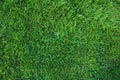 Green short cut grass lawn texture background Royalty Free Stock Photo