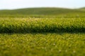 Green short grass lawn, fresh cutting lawn-mower