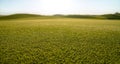 Green short grass lawn, fresh cutting lawn-mower Royalty Free Stock Photo