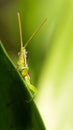 a green, short horned gaudy grasshopper Royalty Free Stock Photo