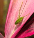 Green Short-Winged Conehead Insect on a Red Tai Plant
