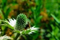 Green shots of bee and flowers Royalty Free Stock Photo