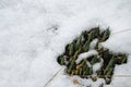 Green shots of narcissus flowers in snowy garden Royalty Free Stock Photo