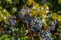 Green shrub with blue juicy berries